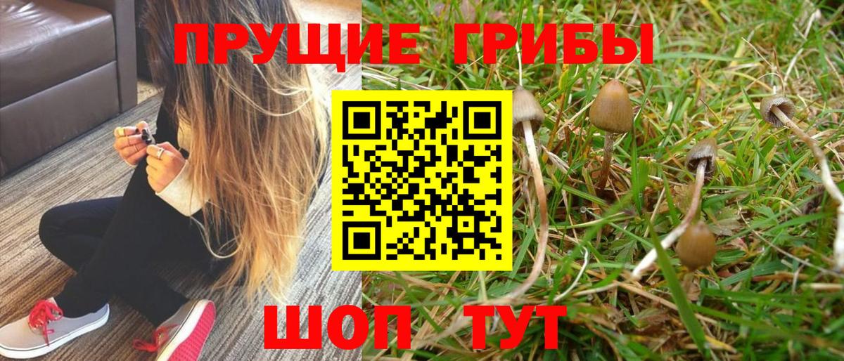 Галлюциногенные грибы Cubensis  Галлюциногенные грибы MAGIC MUSHROOMS  Вход с VPN  Серов 